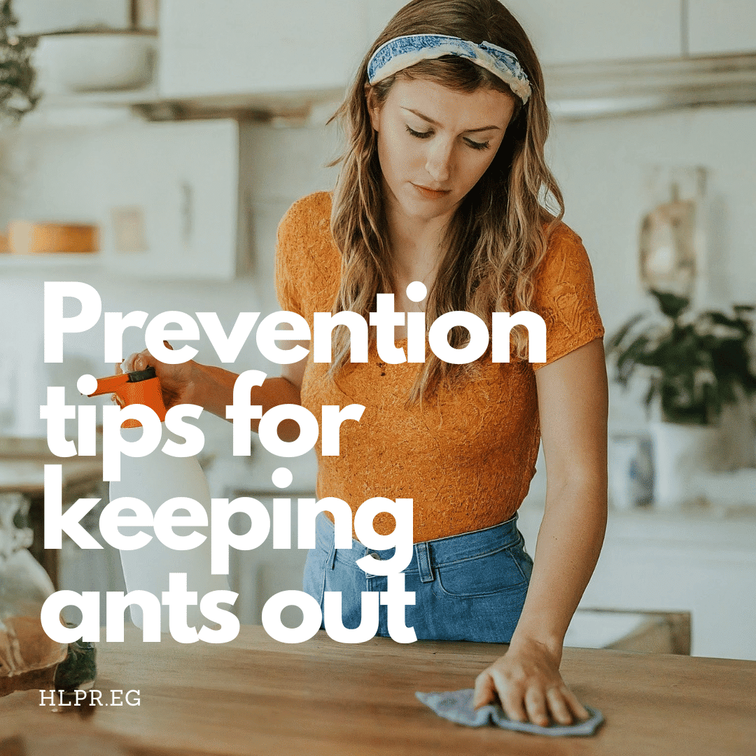 Ants No More: Discover 3 Effective Methods to Keep Your Home Ant-Free ...