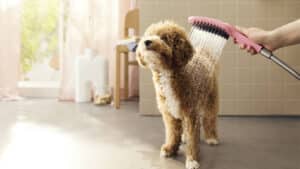 يقف كلب صغير في الحمام أثناء الاستحمام. للحفاظ على بيئة نظيفة وخالية من المواد المسببة للحساسية، فإن دمج التنظيف للسيطرة على المواد المسببة للحساسية أمر بالغ الأهمية لكل من نظافة الحيوان الأليف ونظافة المنزل بشكل عام.