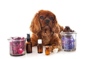 A dog with essential oils in front of it
